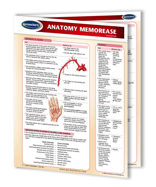 Anatomy MemorEase chart