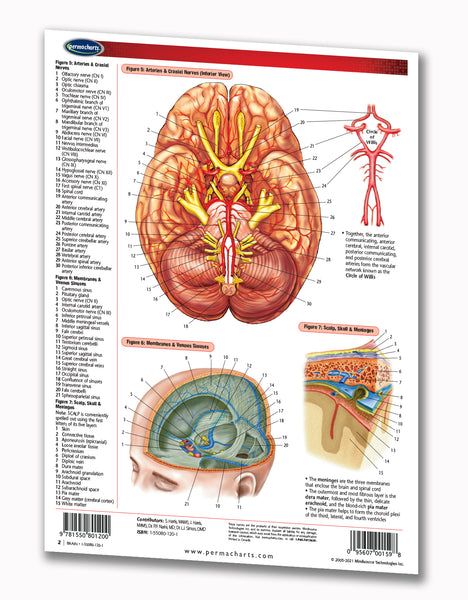 anatomical brain chart: Permacharts