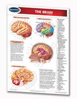 anatomical brain chart: Permacharts