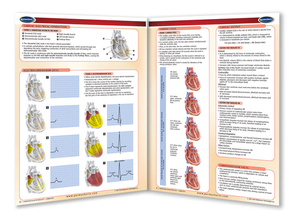 Medicine & Anatomy - Cardiovascular Physiology reference chart page 2