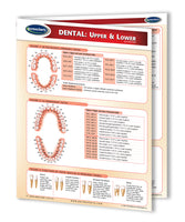Dental Chart: Upper & Lower