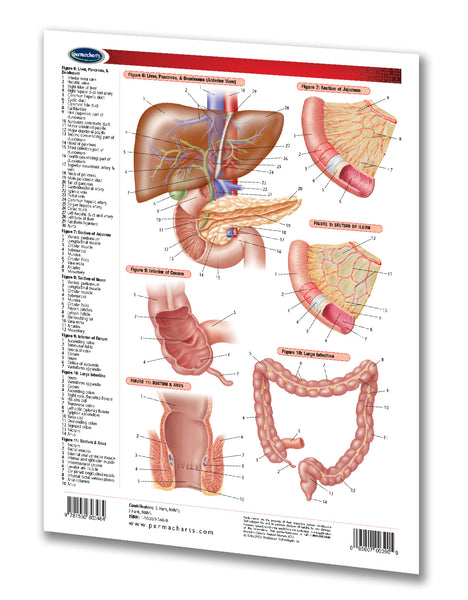 Medicine & Anatomy - Digestive System