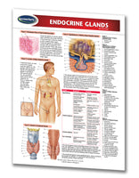 Medicine & Anatomy - Endocrine Glands
