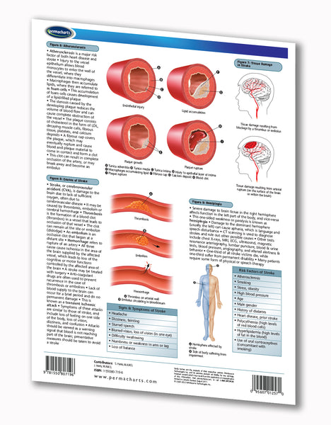 Health & Wellness - Heart Disease & Stroke