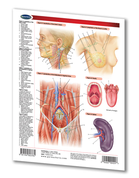 Lymphatic system guides