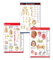 Medical office art anatomy poster bundle