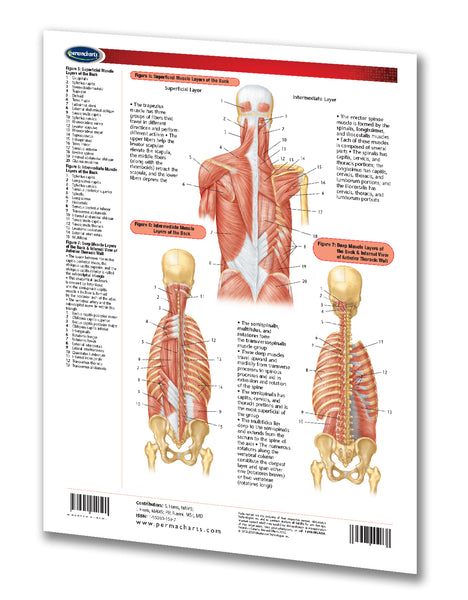 Medicine & Anatomy - Muscular System: Head & Torso