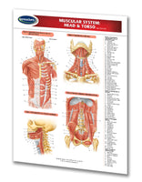 Medicine & Anatomy - Muscular System: Head & Torso