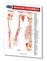 Medicine & Anatomy - Muscular Attachments