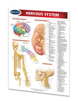 Medicine & Anatomy - Nervous System