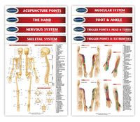 physiotherapy graphic: Permacharts