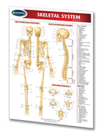Skeletal System chart reference guide: Permacharts