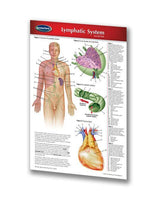 Medicine & Anatomy - Lymphatic System (Pocket Size)