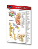 Medicine & Anatomy - Nervous System (Pocket Size)