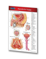 Medicine & Anatomy - Reproductive System (Pocket Size)