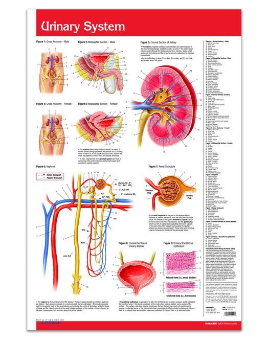 Urinary System poster: Permacharts