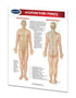 Acupuncture Points chart: Permacharts