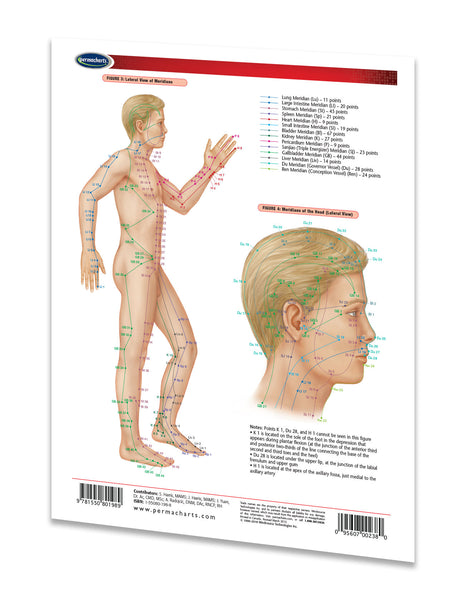 Acupuncture Points chart: Permacharts
