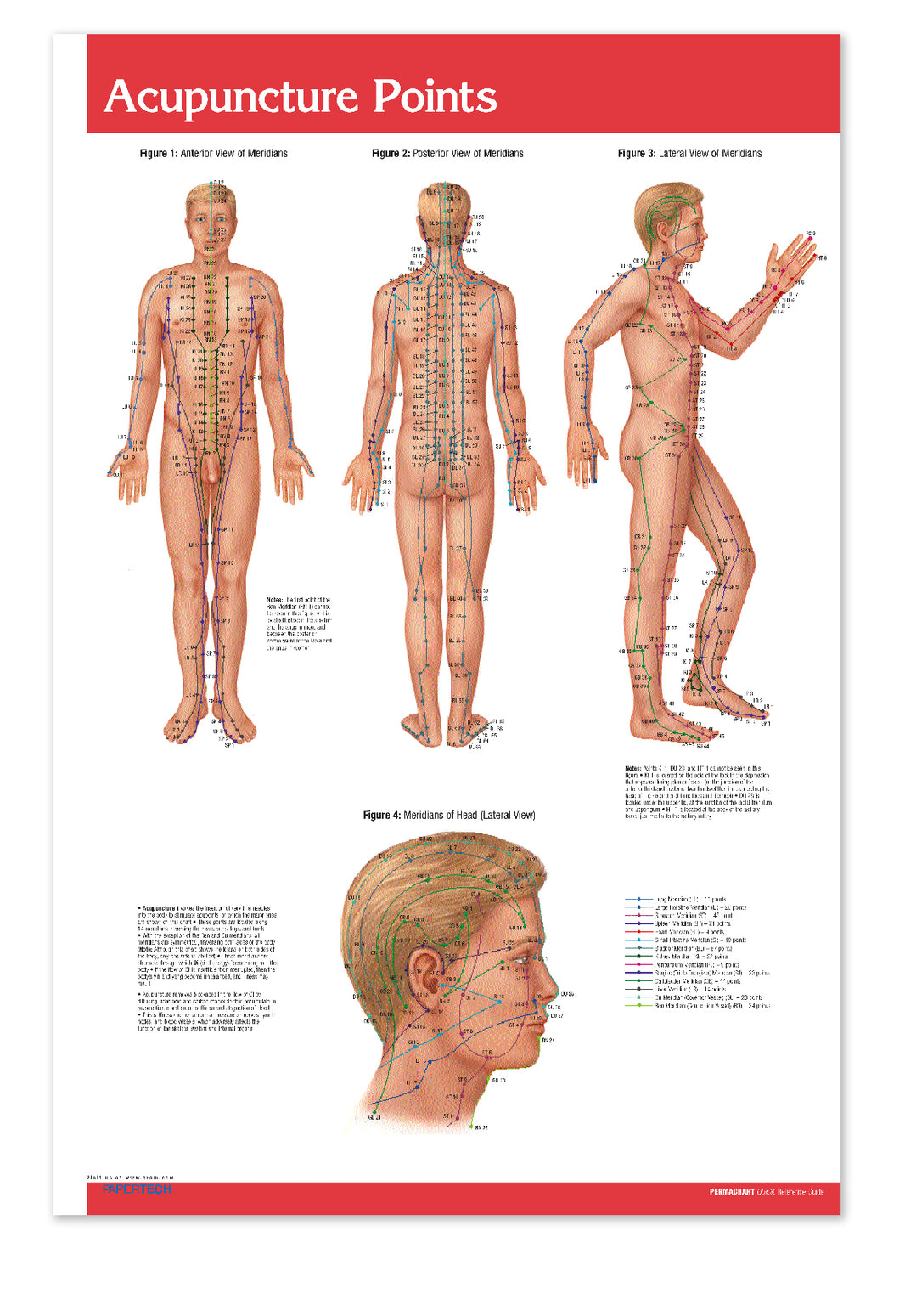 Medical Posters - Anatomy Posters - Laminated Wall Posters ...