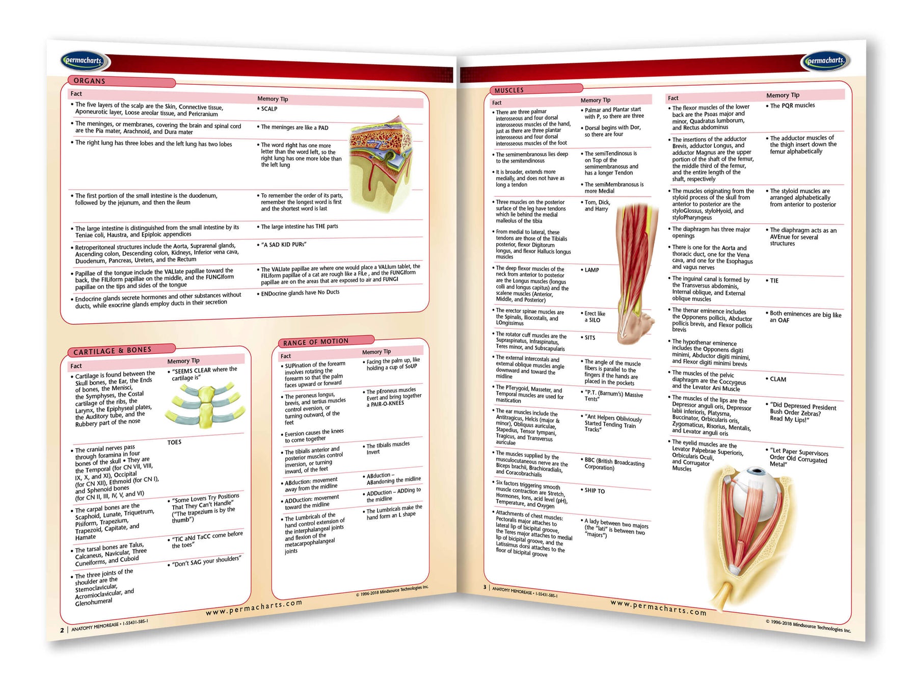 Anatomy Memory Aids - Nursing Reference Quick Reference Guide ...