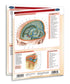 Medical Quick Reference Guide - Human Brain Chart