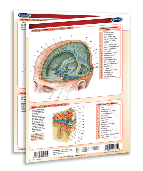 Medical Quick Reference Guide - Human Brain Chart