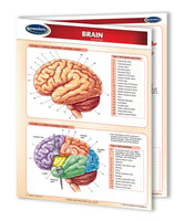 Medical Quick Reference Guide - Human Brain Chart