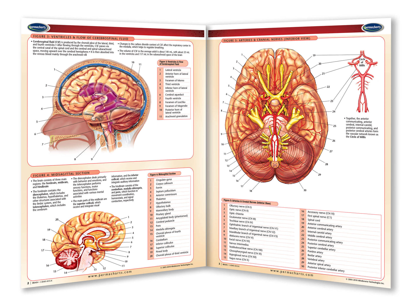 Human Brain Anatomy Chart - Laminated Quick Reference Guide ...