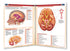 Medical Quick Reference Guide - Human Brain Chart