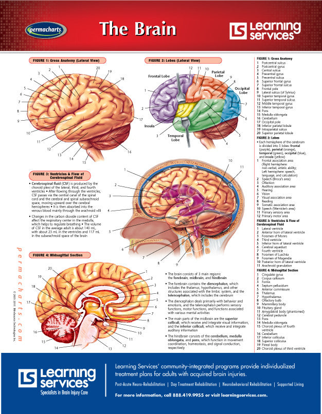 Brain chart custom imprinted