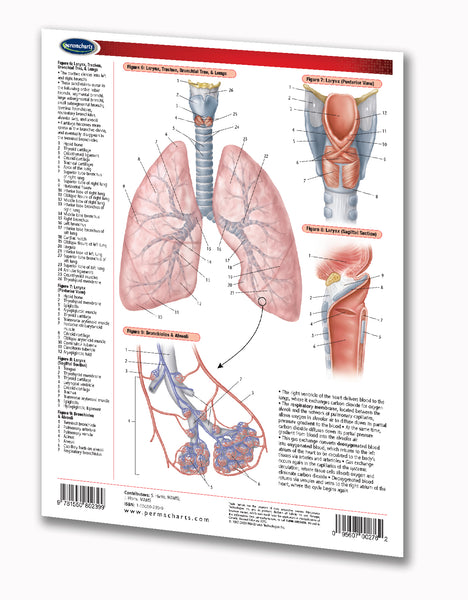 Medicine & Anatomy - Cardiorespiratory System Chart