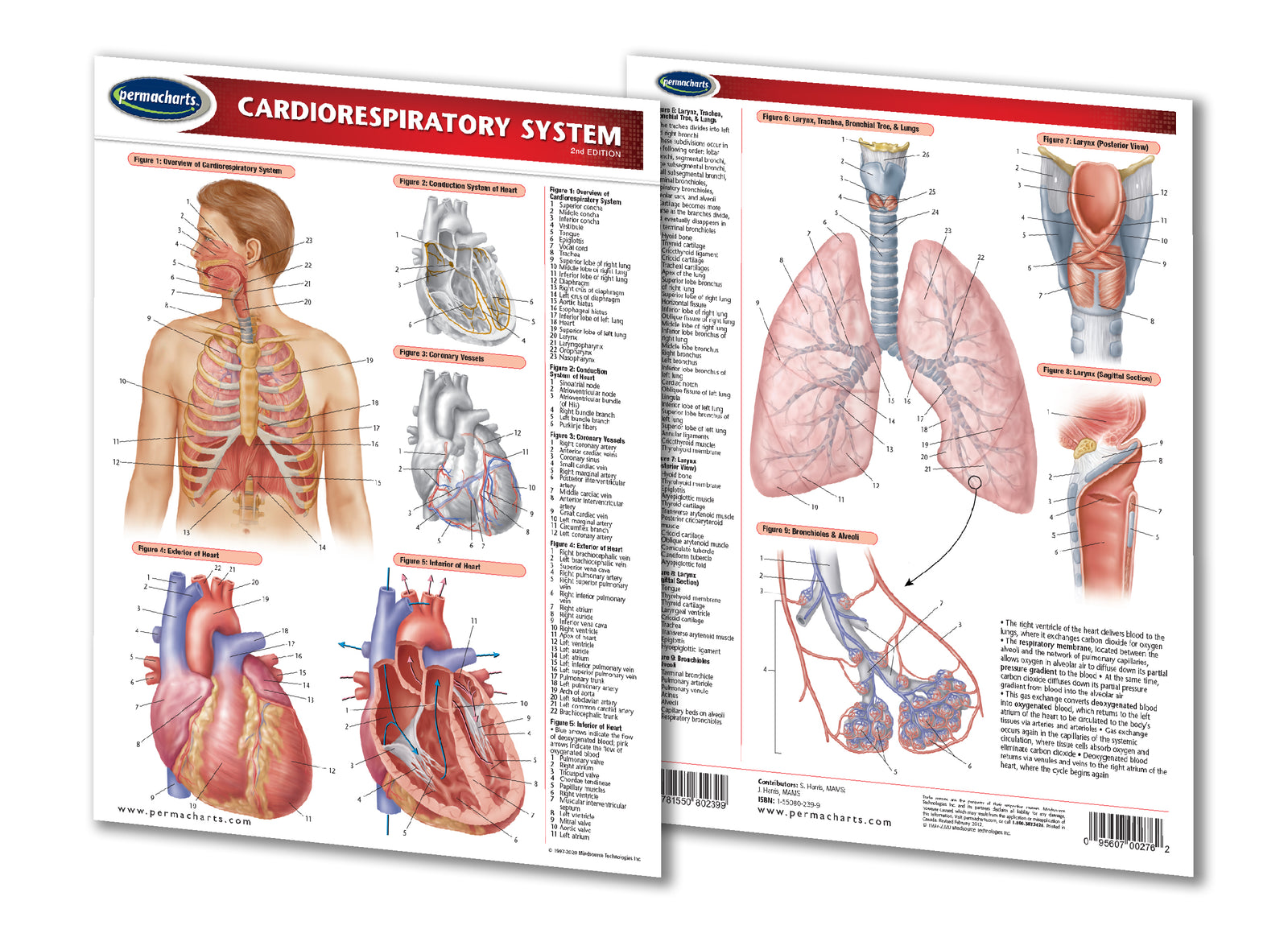 Cardiorespiratory System - Quick Reference Medical Guide – Permacharts.com