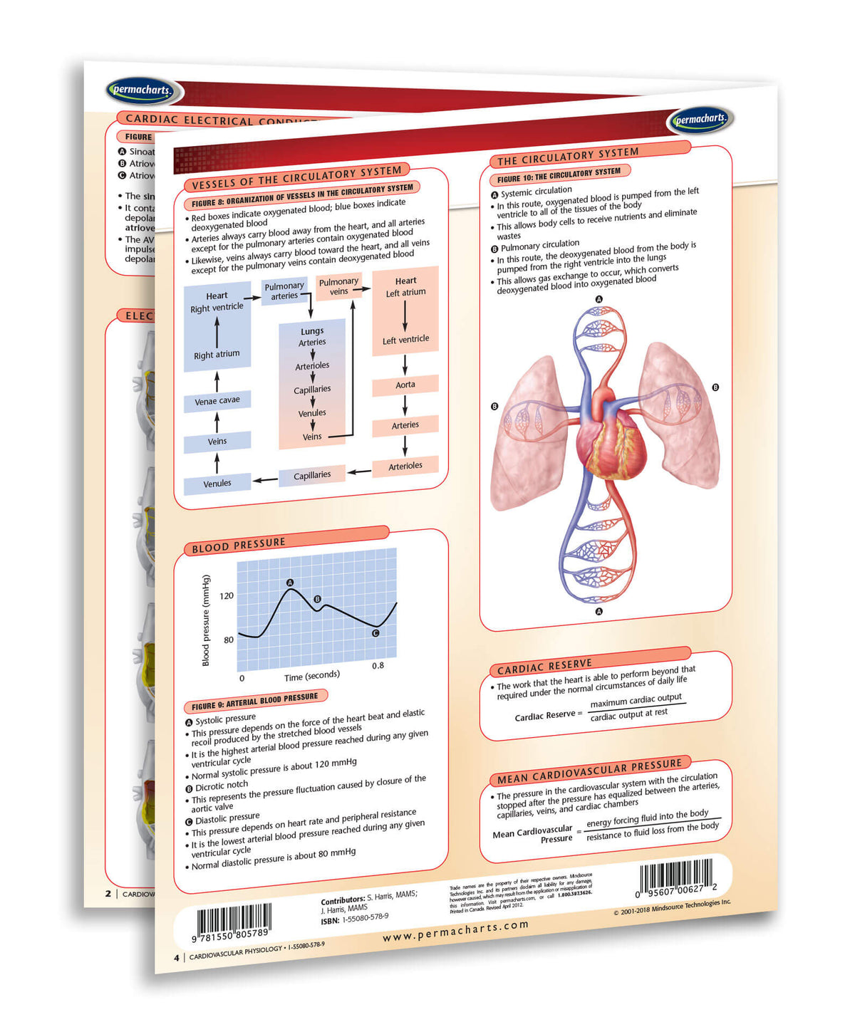 Cardiovascular Physiology reference guide - laminated 4-page chart ...