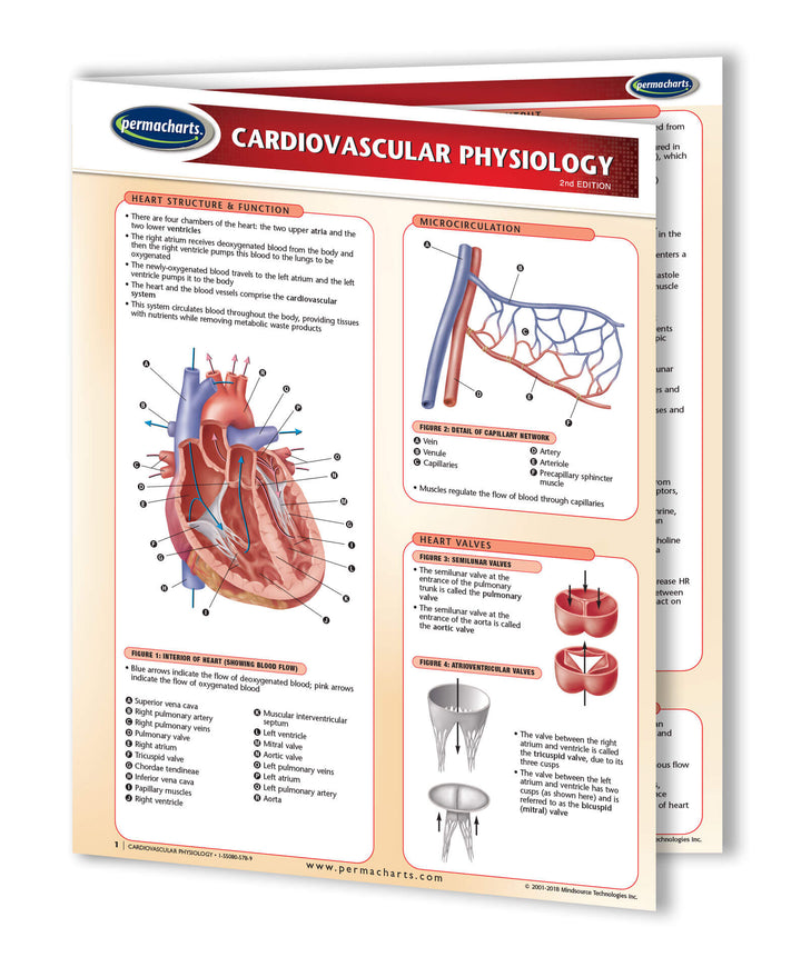 Cardiovascular Physiology reference guide - laminated 4-page chart ...