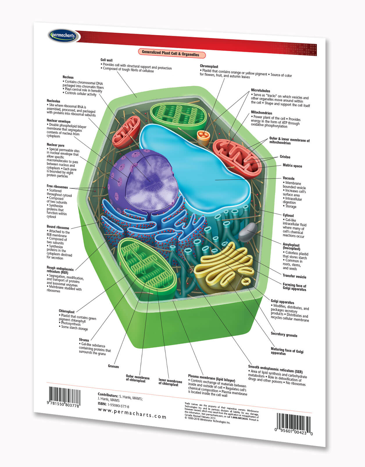 Cellular Anatomy Chart - Biology Quick Reference Guide – Permacharts.com