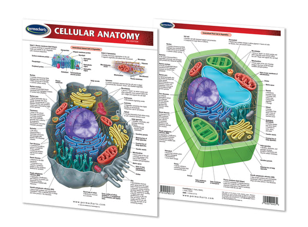 Cellular Anatomy quick study reference biology chart front and back