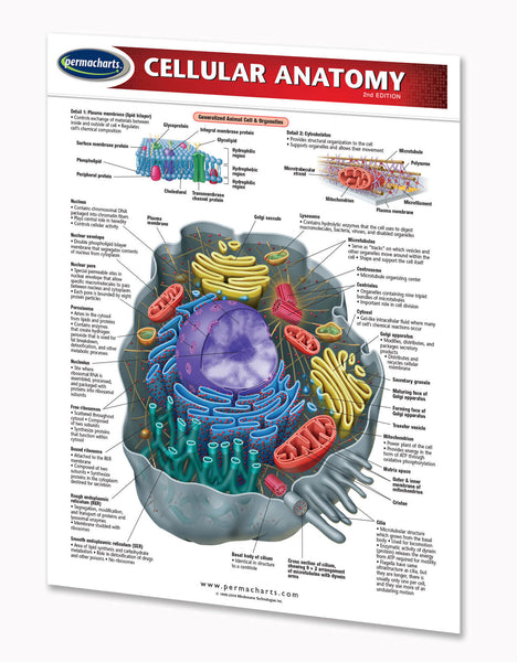 Cellular Anatomy quick study reference biology chart front