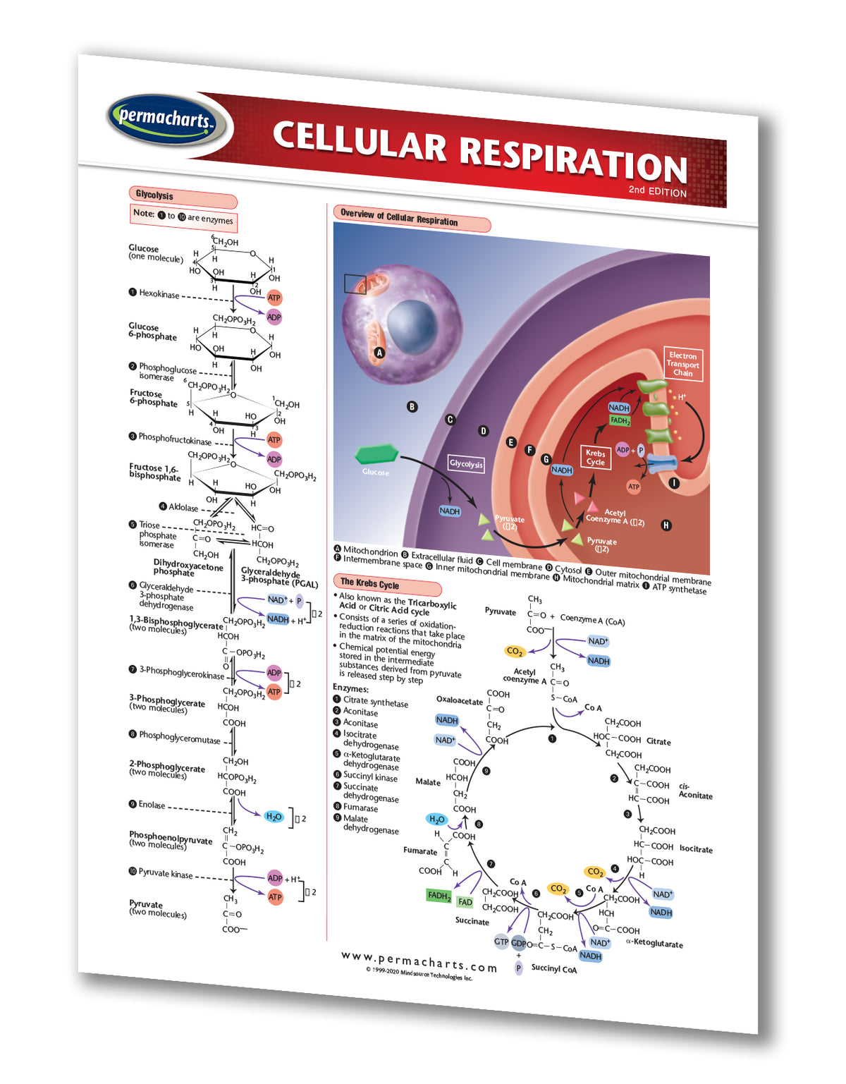 Cellular Respiration Chart.pdf Cellular Respiration Quick Reference Guide - 2 - page laminated chart ...