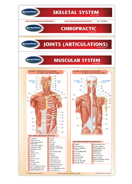 Chiropractic Medicine - 4 Chart Quick Reference Guide Bundle