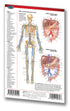 Medicine & Anatomy - Circulatory System (Pocket)