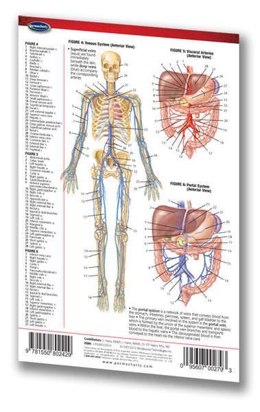 Medicine & Anatomy - Circulatory System (Pocket)