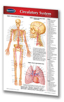 Medicine & Anatomy - Circulatory System (Pocket)