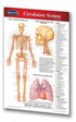 Medicine & Anatomy - Circulatory System (Pocket)