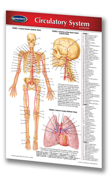 Medicine & Anatomy - Circulatory System (Pocket)