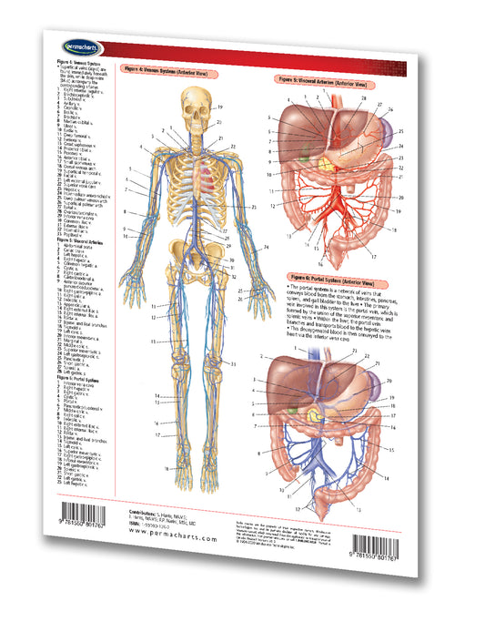 Circulatory System Chart - 2 - page 8.5