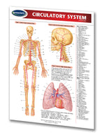 Circulatory System chart