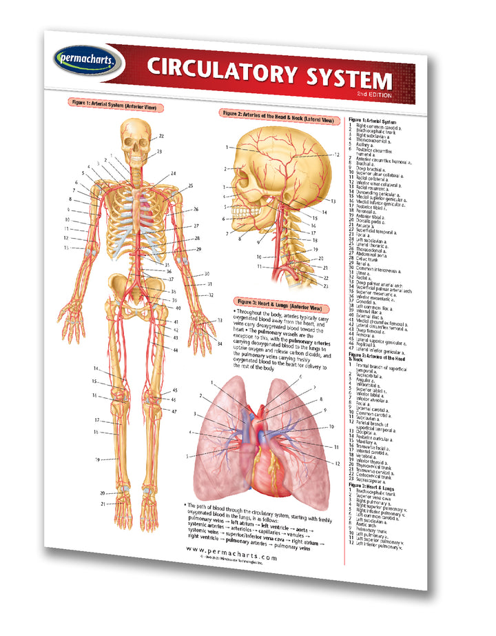 Circulatory System Chart - 2 - page 8.5