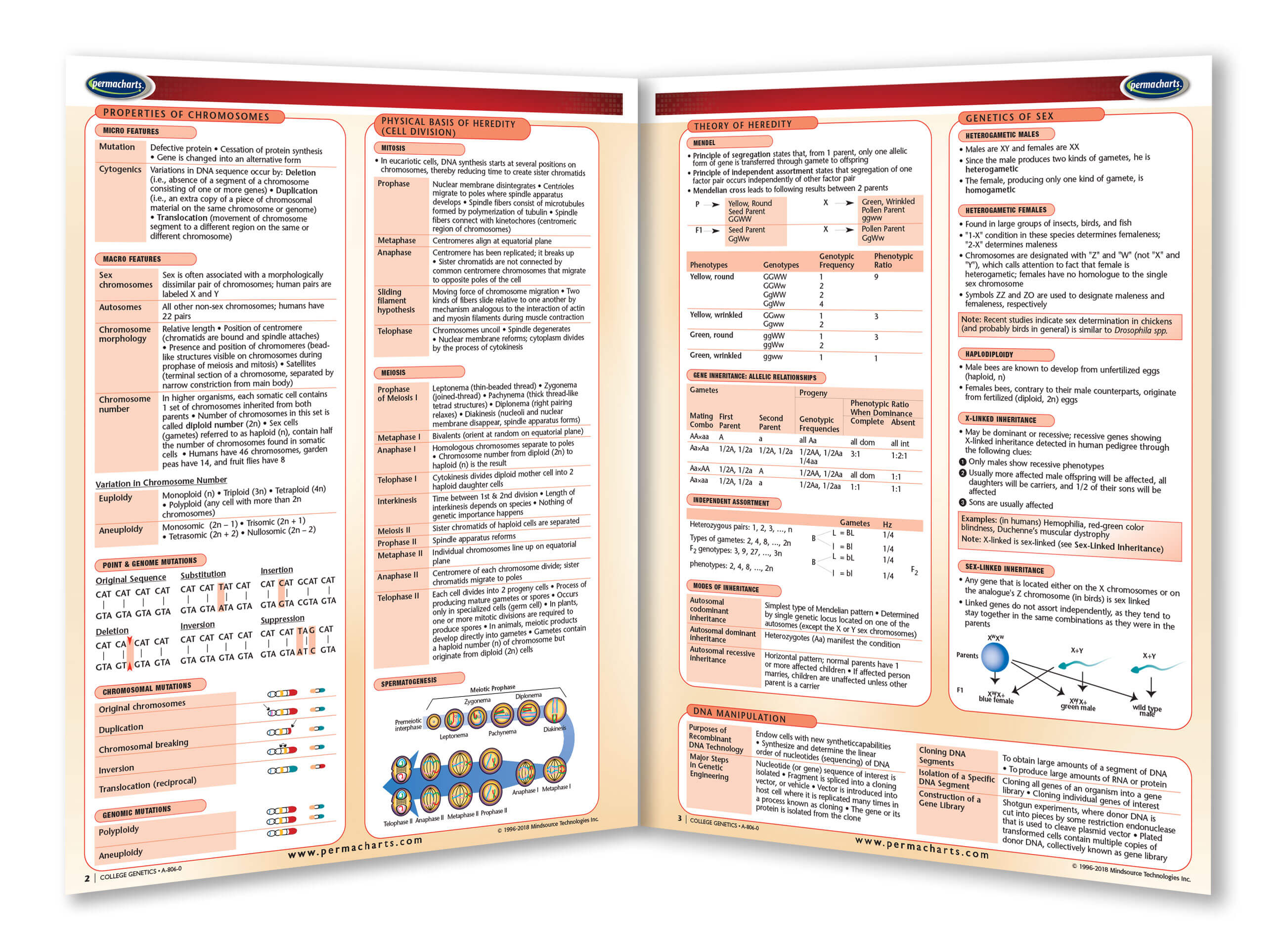College Genetics Study Guide - Quick Reference - 4 - page Laminated