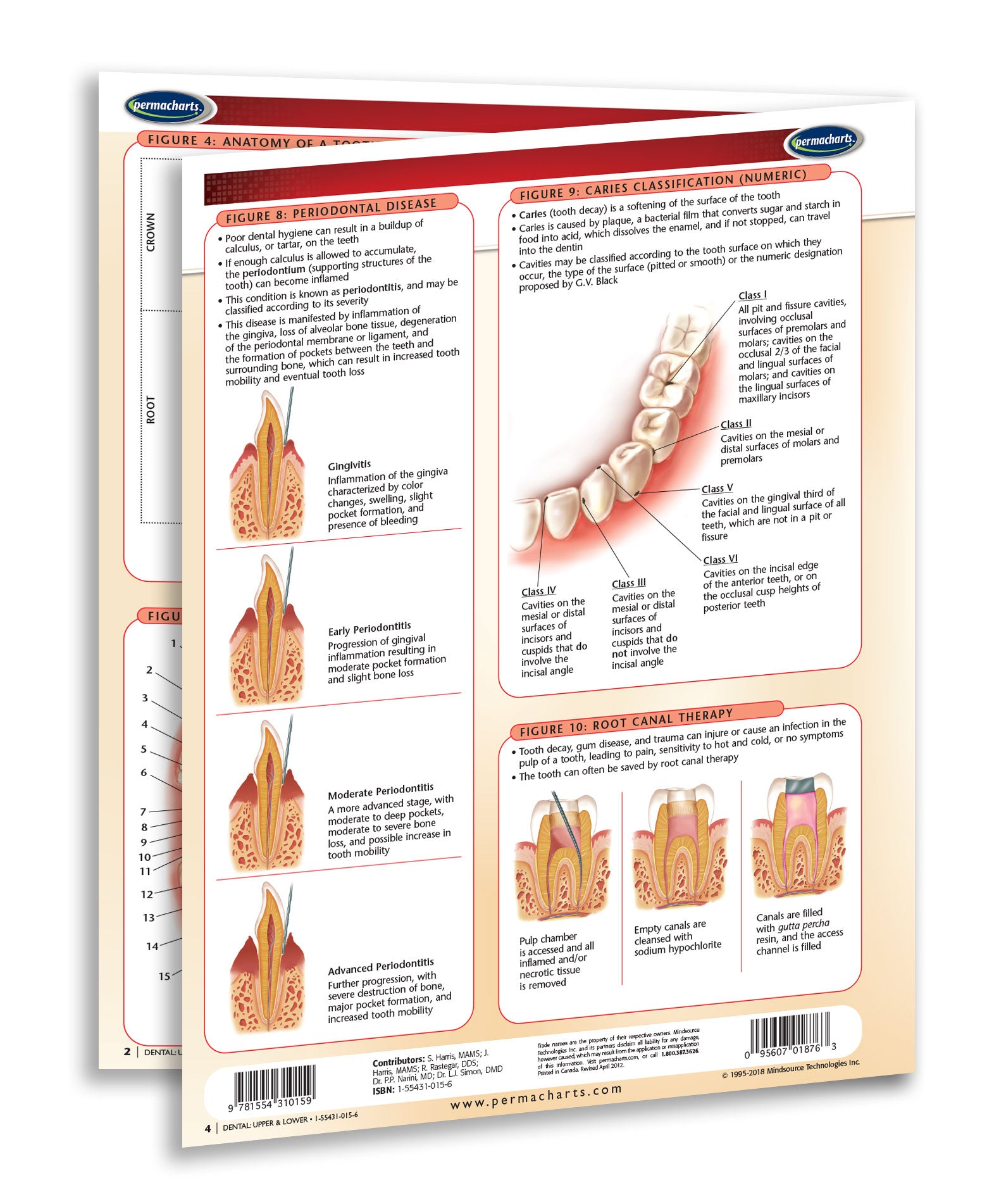 Tooth Repair Anatomical Chart -  Canada