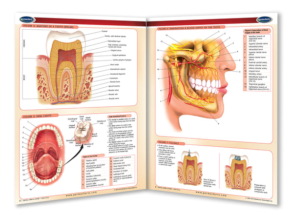 Dental Chart: Upper & Lower